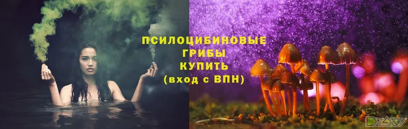 Галлюциногенные грибы Psilocybe  Кингисепп 